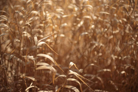 Close up of dry yellow grass