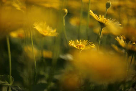 Yellow flowers of Leopards Bane in the garden.