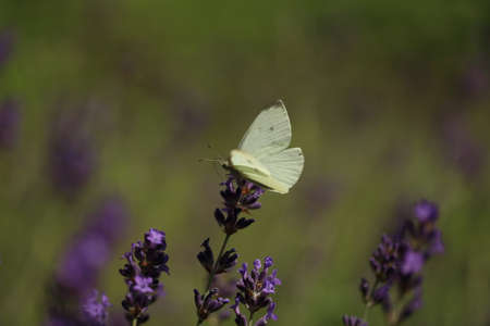 A pieris brassicae pollinating lavender in the garden.