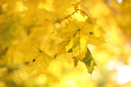 Autumn leaves on the sun and blurred trees. Fall background.の写真素材