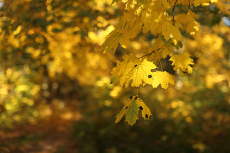 Autumn leaves on the sun and blurred trees. Fall background.