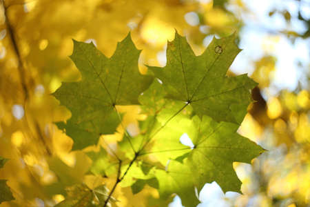 Autumn leaves on the sun and blurred trees. Fall background.の写真素材
