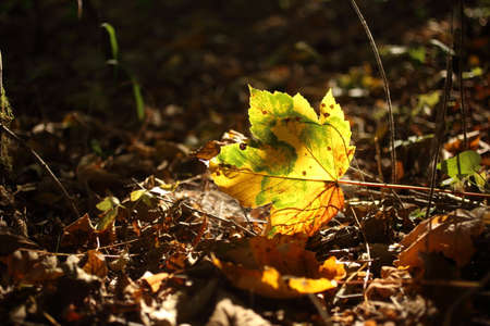 Autumn leaves on the sun and blurred trees. Fall background.