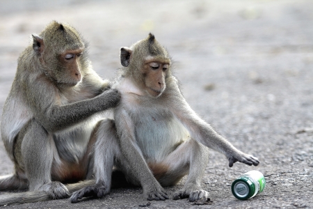 momkey1の写真素材