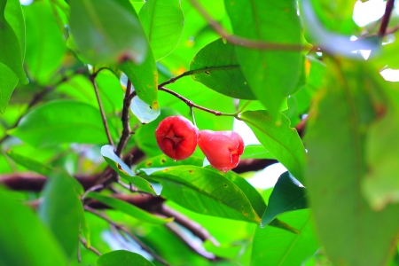 Fruitの写真素材