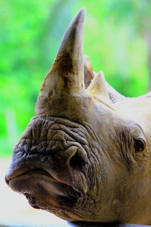 Rhinoの写真素材