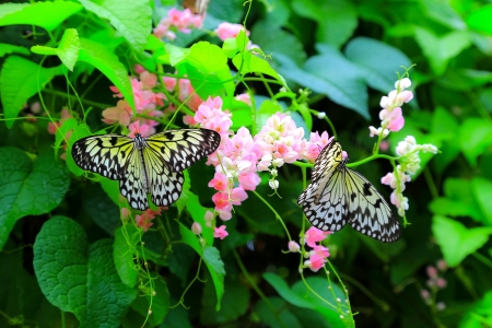 Butterfly in thailandの写真素材