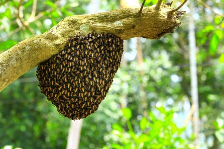 honeycombの写真素材