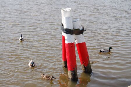 Ducdalb with ducksの写真素材