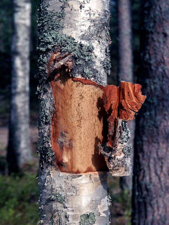Peeled birch bark still attached to trunk.の写真素材