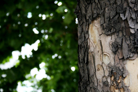 Close-up of the bark of a street treeの写真素材