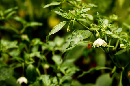 White flowers of pepper tree in the gardenの写真素材