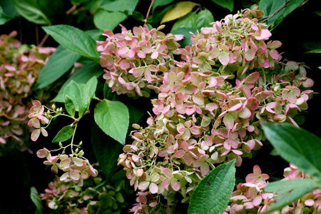 Hydrangea macrophylla, Hydrangea macrophylla