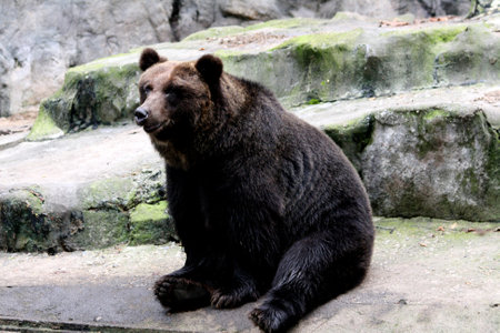 black bear at Seoul Grand Park Zoo in Gwacheon, South Korea, close-up portrait of wild animal