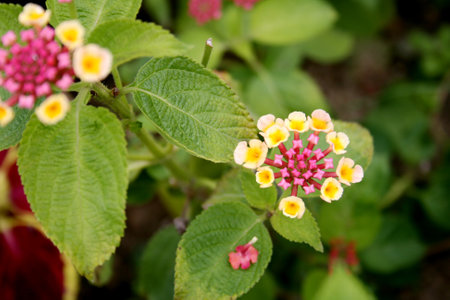 Lantana camara flower blooming in the garden, stock photoの写真素材