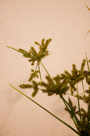Dried grass on a beige background. Selective focus.