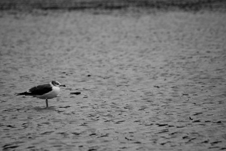 Black and white photo of a seagull on the lake.の写真素材