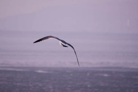 Seagull flying over the sea in the winter, Iceland.
