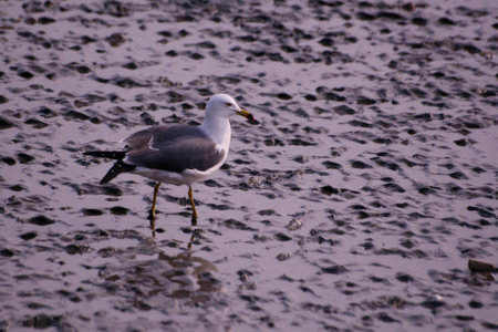 Seagull on the beach. Seagull on the beachの写真素材