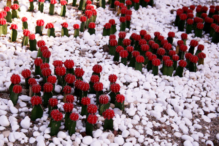cactus in the garden with white pebbles and red flowers