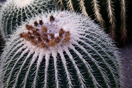 Cactuses in the botanical garden of Barcelona, Spain.の写真素材