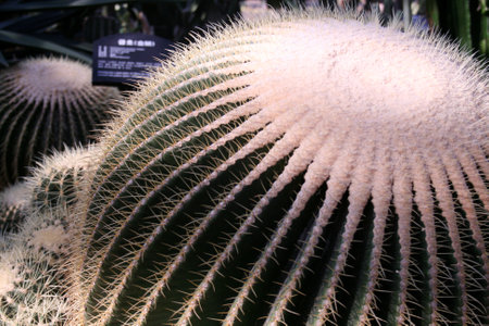 Cactuses in the botanical garden in Barcelona, Spain.の写真素材