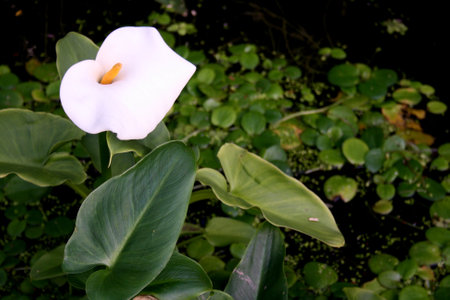 white calla lily on the background of green leaves and waterの写真素材
