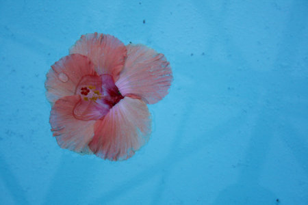 Pink hibiscus flower on blue background, closeup of photoの写真素材