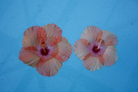 Hibiscus flowers on blue background, closeup of photoの写真素材