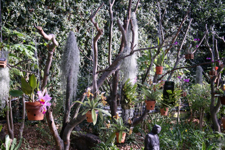 Orchids in the botanical garden, Bali, Indonesiaの写真素材