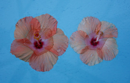 Two pink hibiscus flowers with water drops on blue backgroundの写真素材