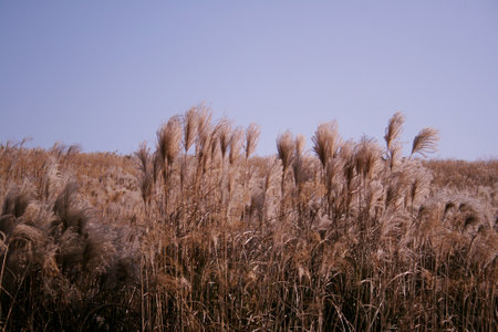Reed in the field with blue sky background, closeup of photoの写真素材