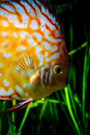 symphisodon discus blood pigeon in an aquarium of fresh waterの写真素材