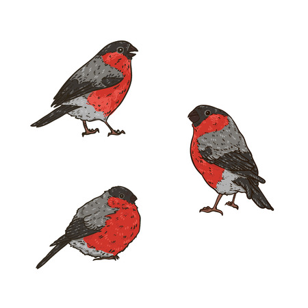 Set of hand drawn bright winter birds bullfinchesのイラスト素材