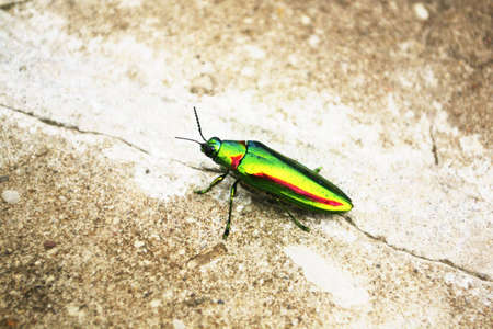 Close-up buprestis beetleの写真素材