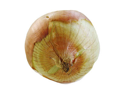 onionの写真素材