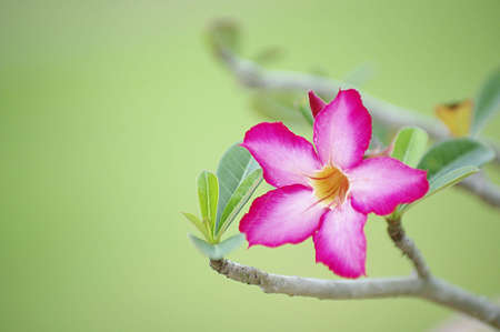 pink flowerの写真素材