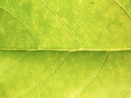 bright leaf background
