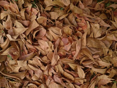 Dried brown leaf