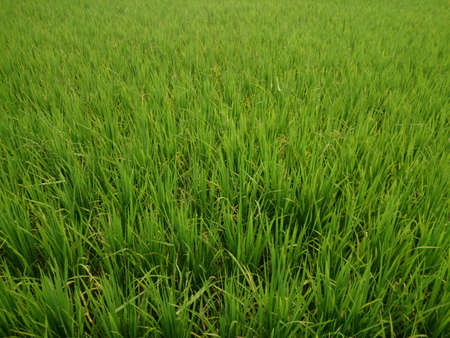 Rice field in Thailand 
