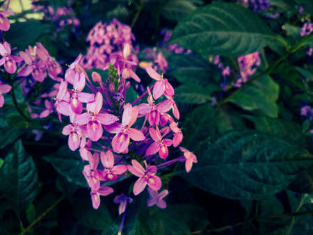 Cute purple flowers の素材