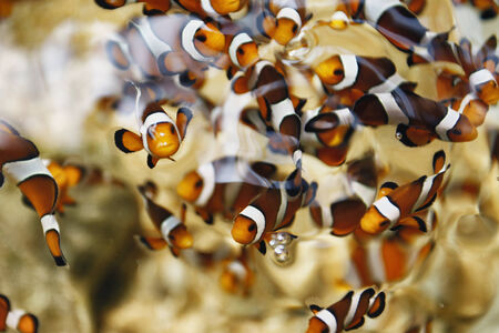 The Clownfish