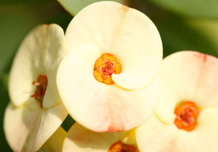 White Flowerの写真素材