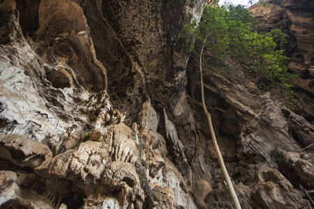 The tree in Caveの写真素材
