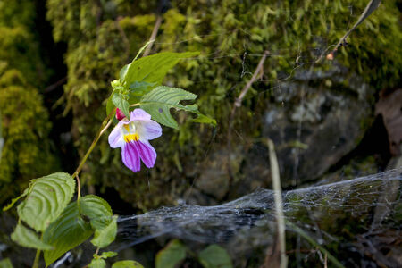purple flowerの写真素材
