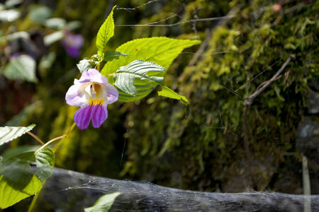 purple flowerの写真素材