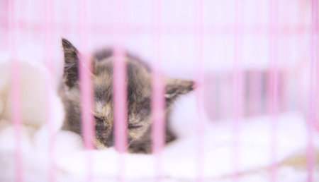 Homeless Catの写真素材