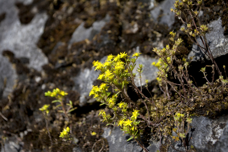 The Scenic Forest Areaの写真素材