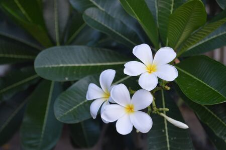 Plumeria