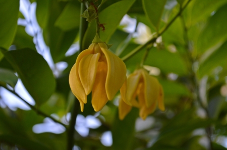 Ylang-ylang treeの写真素材